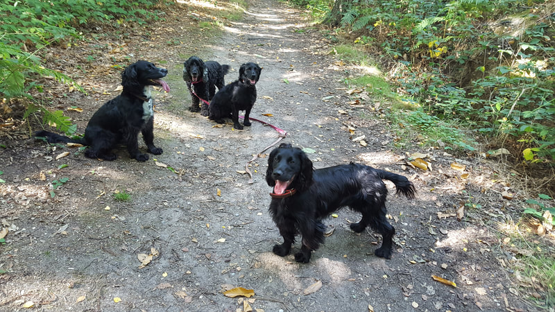 Picture of dogs in woodland