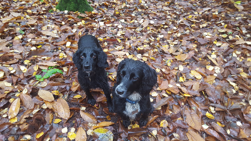 Picture of dogs in woodland