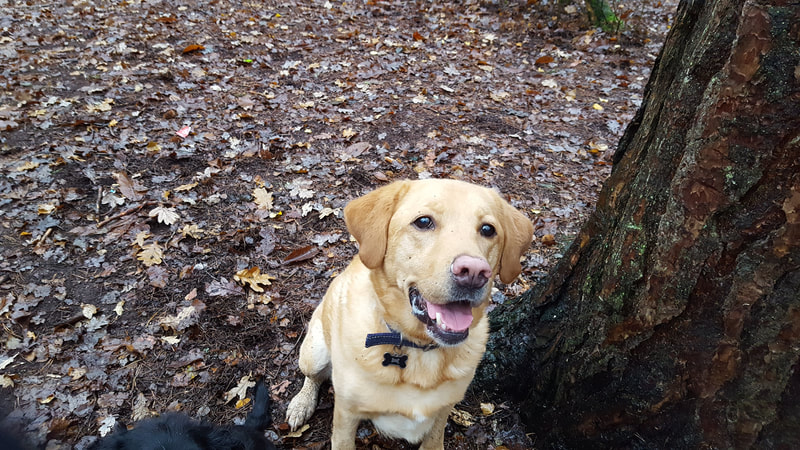 Picture of dog in woodland