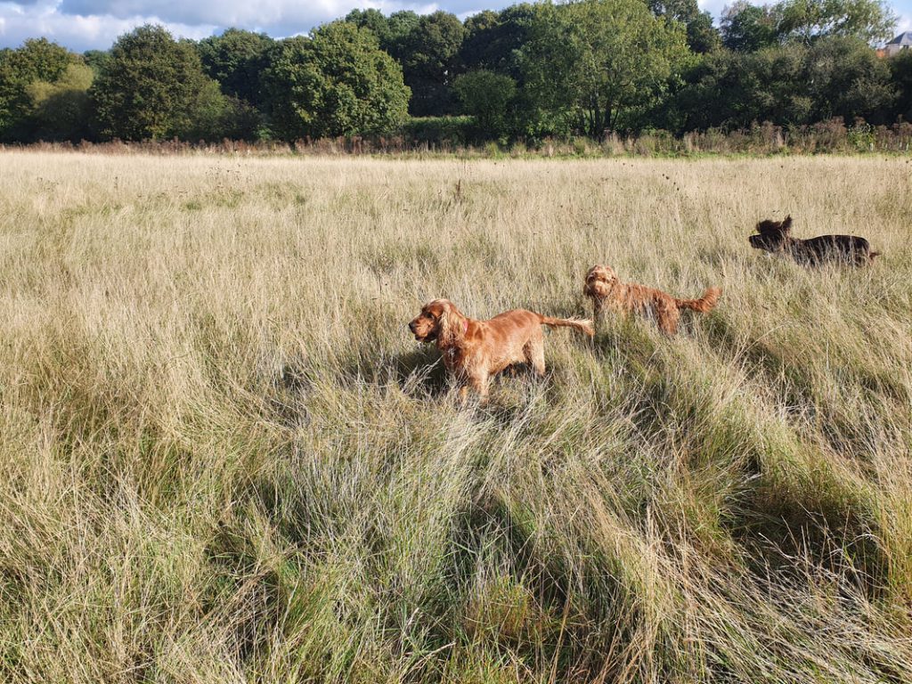 Picture of dogs in a field
