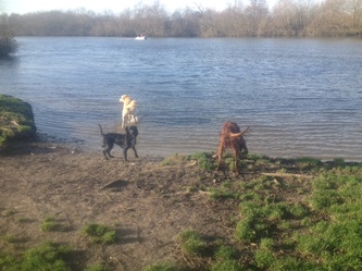 A picture of some dogs near a river