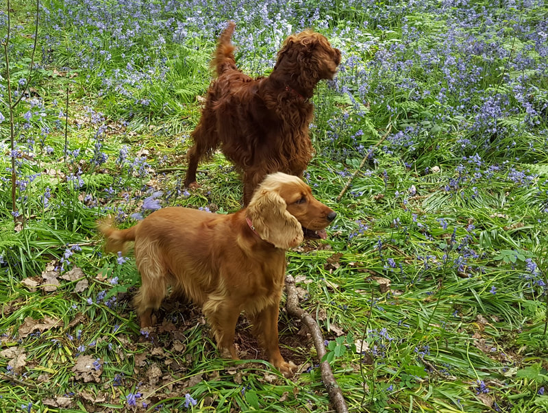 Picture of dogs in a field